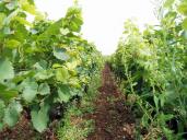 Keře révy vinné - Chardonay (tato vinice plodí údajně nejlepší chardonay na světě!), Chassagne - Montrachet, Côte-d'Or, Bourgogne