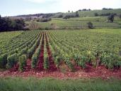 Keře révy vinné - Pinot Noir, St. Aubin, Côte-d'Or, Bourgogne