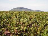 Keře révy vinné - Gamay (apelace Beaujolais-Villages), v pozadí Mont Brouilly, Beaujolais, Bourgogne